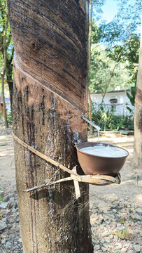 橡膠樹