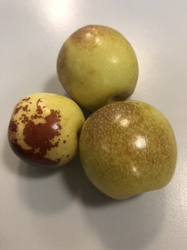冬棗