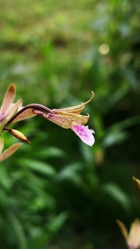 一枝獨(dú)秀