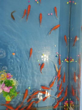 金魚