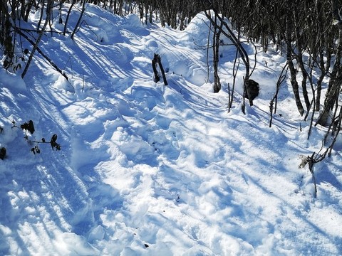 雪地叢林