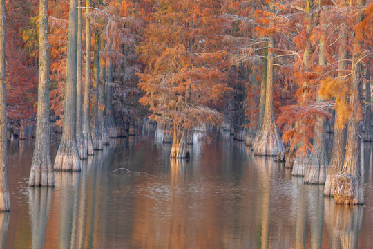 漲渡湖濕地公園