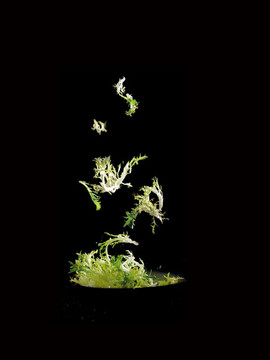 生態(tài)苦菊