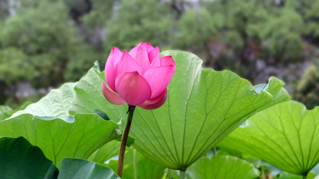 荷花