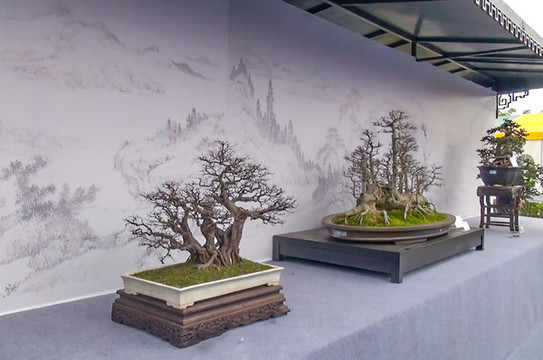 盆景展