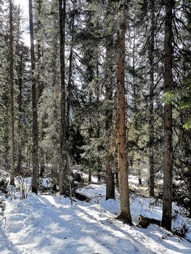 雪山森林