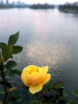 黃色月季花