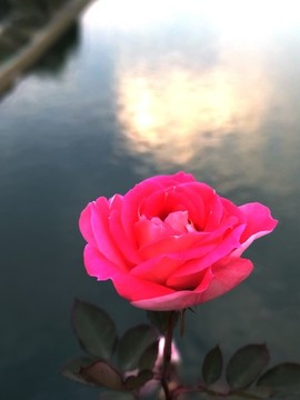 盛開(kāi)的玫瑰