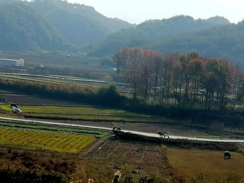 田地里