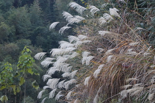 蘆花
