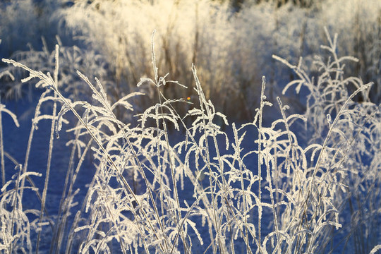 大興安嶺雪原野草霜花