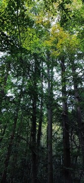 小樹林