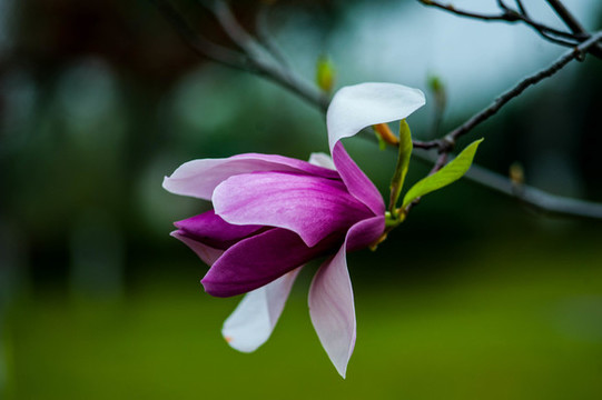 玉蘭花