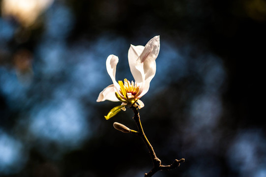 玉蘭花
