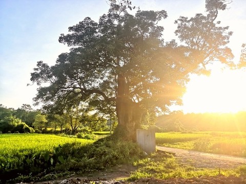 夕陽余輝與村頭古樹