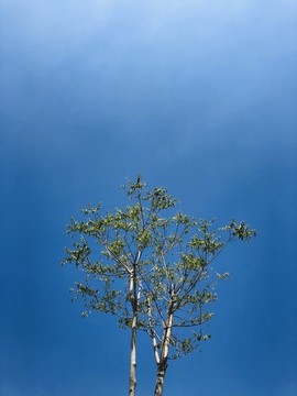 樹