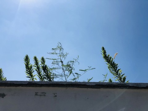 墻頭草