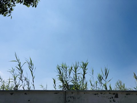 綠樹背景