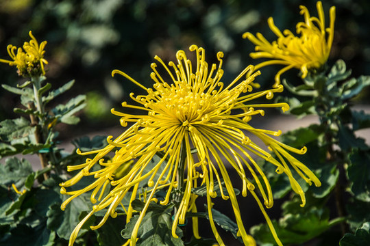菊花