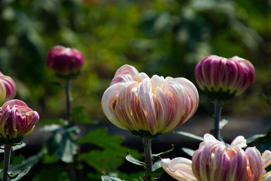菊花