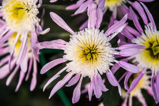 菊花