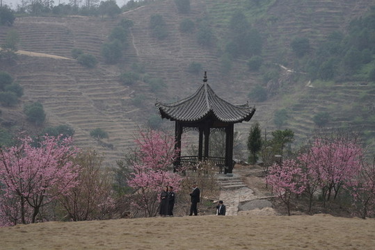 櫻花