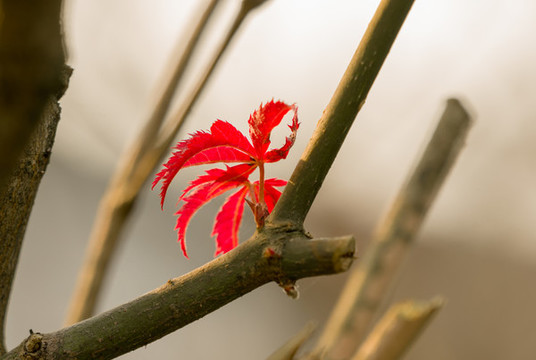 紅楓葉