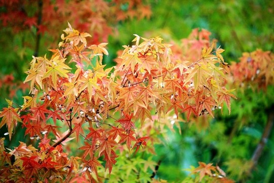 紅楓