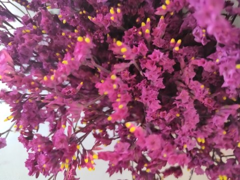 鮮花