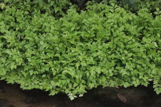 水芹菜