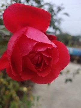紅色月季花