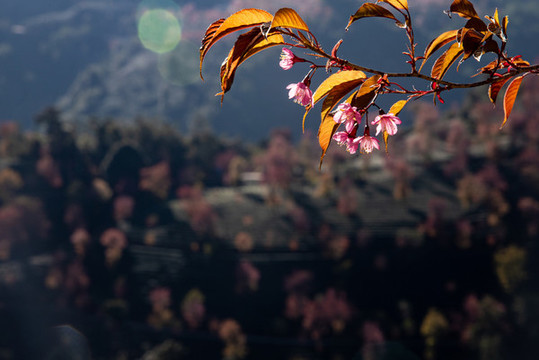 無量山櫻花