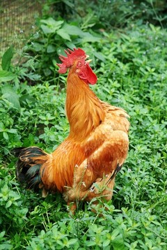 公雞叫鳴