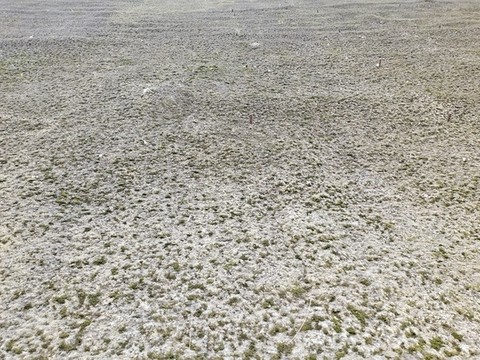 苔蘚水泥墻