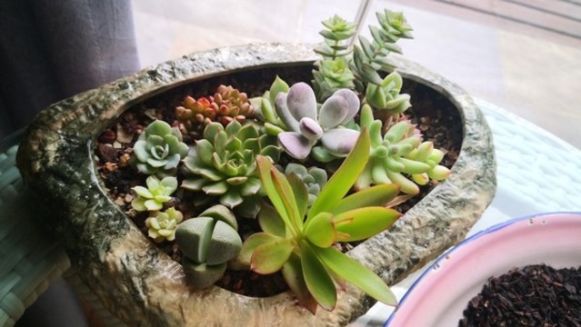 多肉盆栽