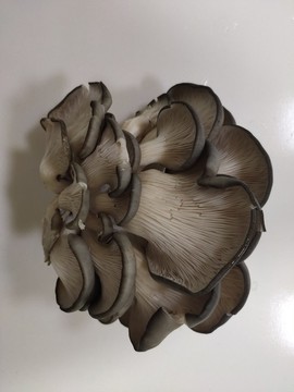 凍菌