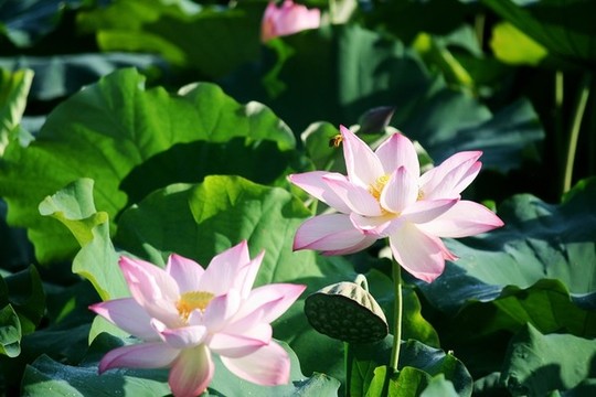 荷花