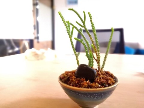 茶杯盆栽