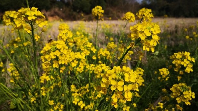 油菜花