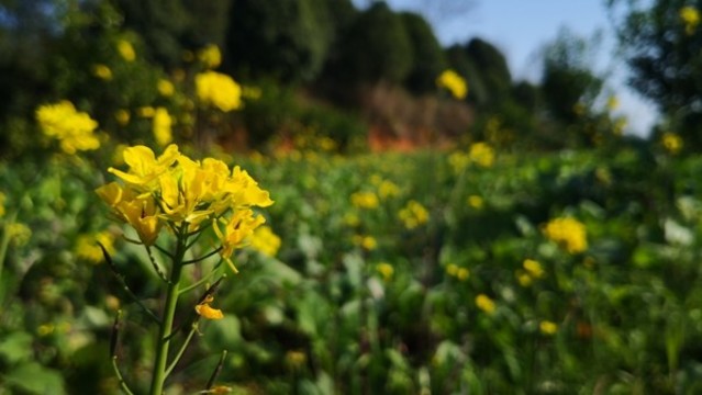 油菜花特寫