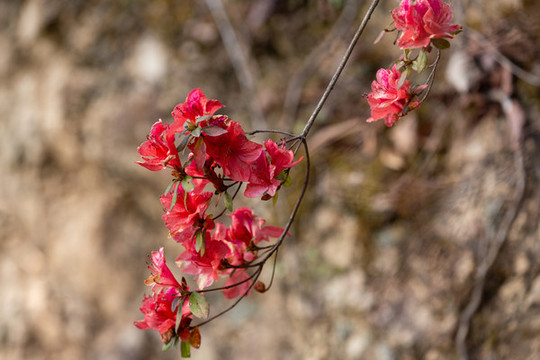 杜鵑花