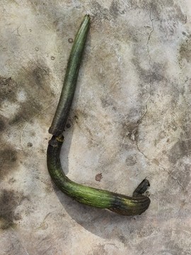 超長絲瓜特寫