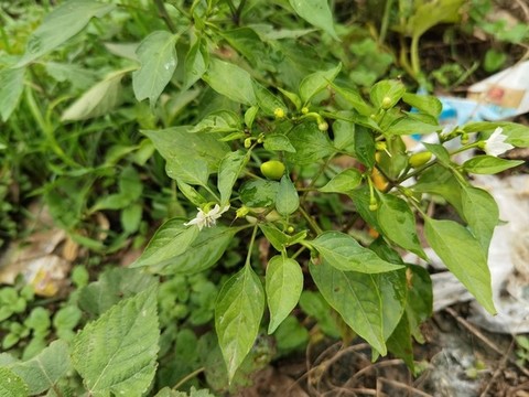 朝天椒特寫