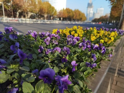 蝴蝶花高清特寫