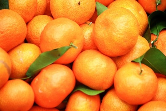 砂糖橘