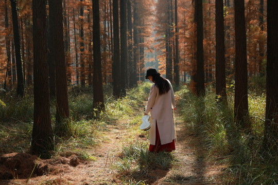 紅杉樹(shù)