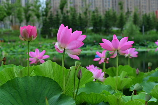 荷花