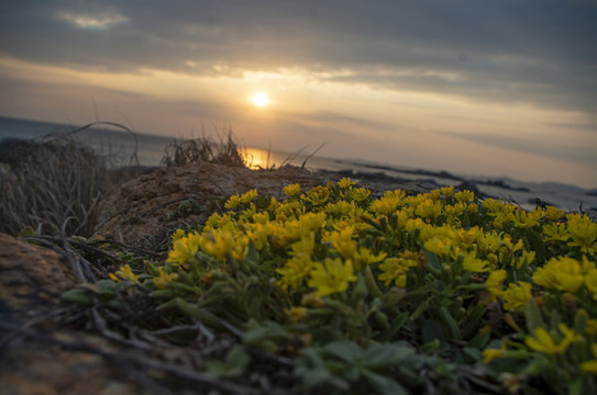 夕陽(yáng)菊