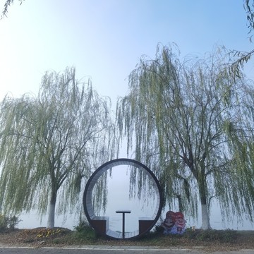 柳樹