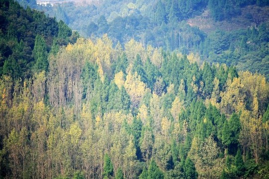 秋天的樹(shù)林